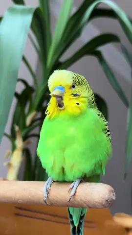 Sayfamızı takip ederek destek olursanız mutlu oluruz. 🥰🙏 Geğiren Muhabbet Kuşu Kuşbey || Burping Budgie Kuşbey Kuşbey’in çene esneyme hareketine geğirme sesi ekledim. Umarım eğlenceli bir video olmuştur.  #kuşbey #mrbirdy #muhabbetkuşu #budgie #budgerigar #burping #geğirme #birdsoftiktok #budgiesoftiktok 