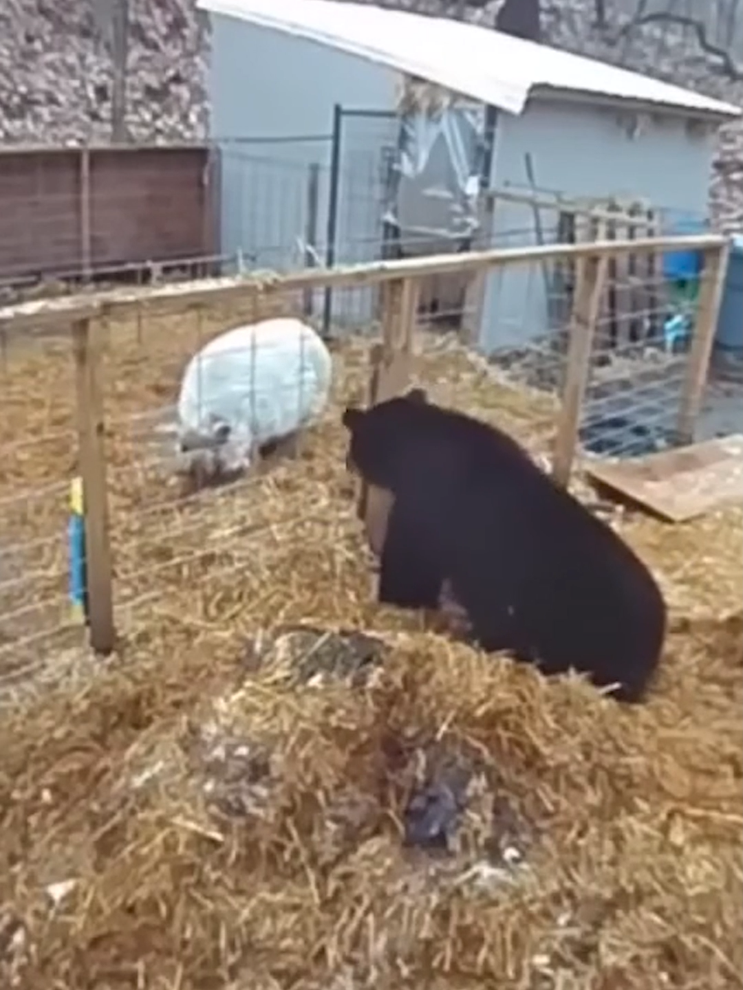 Bear and Pig Fight in the Ring #cute #pig #animals#Bear #battle #pig #cuteanimals #fyp #babypig #littlepig #micropig