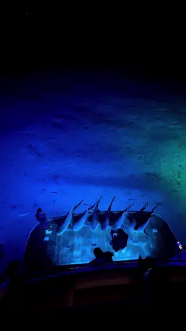 All the blues #ocean #blue #sharks #greenscreenvideo #miami #bahamas #Outdoors 