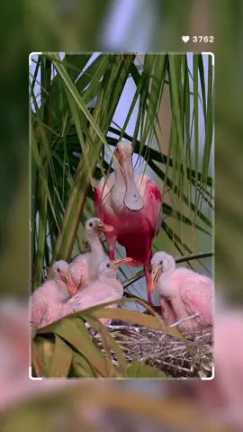 Roseate Spoonbills…☀️ A family of Roseate Spoonbills enjoy the warmth of late afternoon light. The chicks awaken hungry and eagerly reach for their mother’s beak and bob their heads in anticipation. Their growth and activity is fascinating to watch. Filmed with my Nikon Z 9, 600mm f/4 TC lens, slow motion video.  #happyearthday  #nikonambassador #nikonpro #birdphotography #wildlifeofflorida #birdsofinstagram #naturephotography  #animalbehavior #roseatespoonbill 