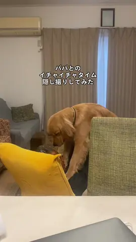 うちの子ほんま大型犬の自覚無さ過ぎちゃうか🤦🏻‍♀️笑#彼氏系犬 #ゴールデンレトリバー #ゴールデンレトリバーのいる生活 #大型犬のいる生活 #goldenretriever #おすすめのりたい 