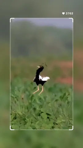 😊😊The Lesser Florican is perhaps the smallest bustard in the world.  When courting a female, the male jumps high and demonstrates his dashing prowess.  The higher the jumps, the greater the chances. Animal Life 🌎 #fyp #birds #viral 