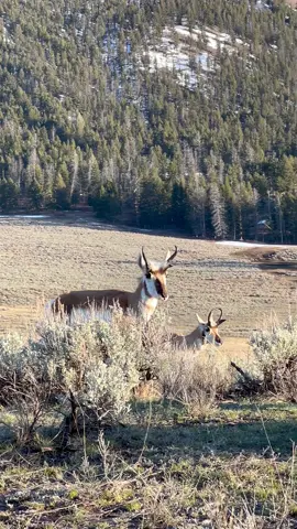 Pronghorn are such an interesting species. Enlarged heart and lungs allow increased oxygen and blood flow critical to obtain speeds up to 70mph!   www.GoodBullGuided.com  #photography #wildlife #nature #wyoming #goodbull #pronghorn #antelope