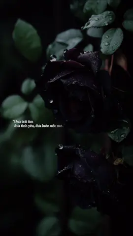 Có Sao Cũng Đành Remix - Thấy Em Lấy Chồng Nên Anh Thôi Mong #CapCut #xuhuongtiktok #music #story #lyrics #nhacchill #bietchua 
