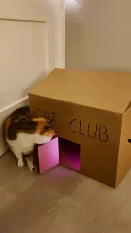 Cat Club #cat #catlove #catlover #catvideos #funnycats #catclub #catparty #catdj #catrapper 