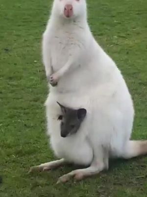 Baby wallaby  baby Kangaroos Joey  #babykangaroo #joey #wallaby #cute #cutebaby #animals #funnyvideos #comedy #funny 