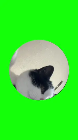 Pedro pedro dance meme green screen #greenscreen #Summer #mothersday #prom #discord #meme 