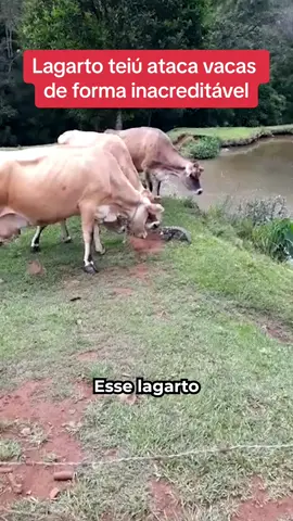 Lagarto teiú ataca vaca de forma inacreditável! #agro #fazenda #roça #rural 