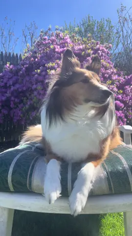sometimes i cant believe my boy is 11 🥺 #sheltiesoftiktok #souldog 