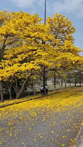 📍 INDEPENDENCIA - Yaracuy Araguaney 🌼 #yaracuy #venezuela #araguaney  #CapCut #flyppppppppppppppppppppppppppppppp #paratiiiiiiiiiiiiiiiiiiiiiiiiiiiiiii #foryou #trend #viralvideo 