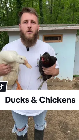 Can you raise chickens and ducks together?  Use code “bandrhomestead15” at checkout for 15% off your @Scratch and Peck Feeds order! 