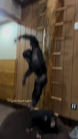 Always monkeying around🙈🩷☮️ • • • #Chimps #chimpanzee #chimps #apes #cuteanimals #animalsaddict #animals #explorepage #animals #animallover #monkey #monkeys #monkeyseemonkeydo #monkeylove #onelove #family #myfamily #riolilly 
