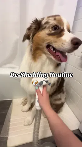 Happy shedding season, here is our de-shedding routine to help keep the shedding somewhat under control! 🐶🐾🪮🩵 You can find all the products we use in the link in our bio in our Amazon storefront under “grooming” #dogdeshedding #doggroomingtips #doggrooming #doggroomingvacuum #doggroomingkit #dogsheddingseason #dogshedding #dogsheddinghack #dogsheddingcheck #dogessentials #petessentials #dogproducts #dogsoftikok #dogtok #redmerleaustralianshepherd #redmerle #redmerleaussie #australianshepherd #aussie #aussieshepherd #aussieshepherds #fyp 