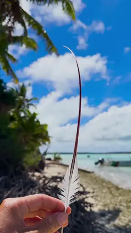 Ka hulu o ke koa’e ula 🪶!! Been searching for this bird feather for a while, no better place to find one🌴🙏🏽🤙🏽🥥  exploring more of our beautiful Polynesia ☀️ #aloha #roots 