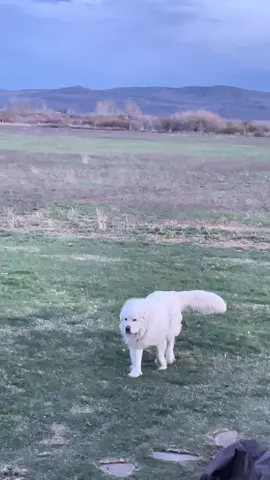 The cat like speed and reflexes are insane on these dogs!  The tail wave though 😍 #greatpyrenees #bigdogs #lgd #lgdworking 