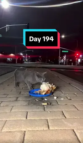 Another vacation stream via brother Day 194 #Straycatsfeast #gatos #gatostiktok #loafcheckcat #brainnourishment #brainrot #cateatingvideos #catsoftiktok #streetcat #straycatsfeasting #straycats #straycatlivestream #catlivestream #cutecats #cats #medianchickencats #turkeycats #feralcats #rotisseriechickencats #strayfeast #catfeast #costcochicken #costcochickencats #skunk 