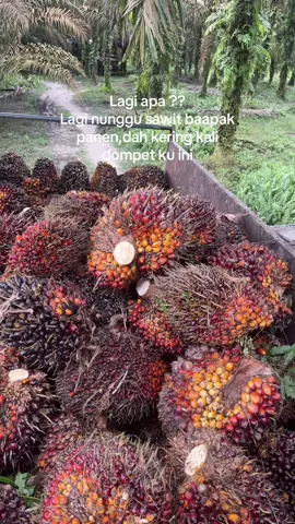 Udah kosong isi dompet ku 😭#fyp #sawitriau #sawitbalap #truksawit #xybcafyp 