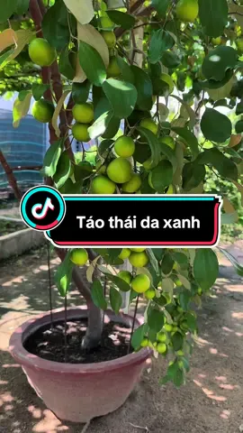 Táo da xanh ninh thuận trồng chậu #nhavuonngocquoc #xuhuong #tiktok 