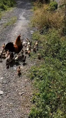Đây là chú gà trống nuôi nhiều con nhất #dongvat #funy #xyzbca #funnyvideos #LearnOnTikTok 