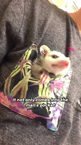 Cute#opossum #cute #animals #foryou 