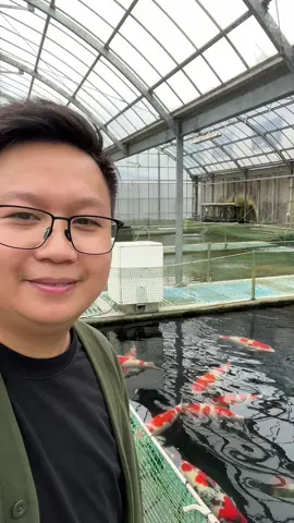 Cá koi lớn trại Momotaro 👍#cakoinhatban #cakoitranminhtuan #kienthuccakoi #yeucakoi 