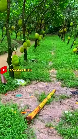 Ini dia perkebunan buah nangka yang menakjubkan di negara Vietnam #fyp #trending #viral #reels #shorts #fruit #berkebun #gardening #agriculture #buahbuahan #fruits #farming #fypシ