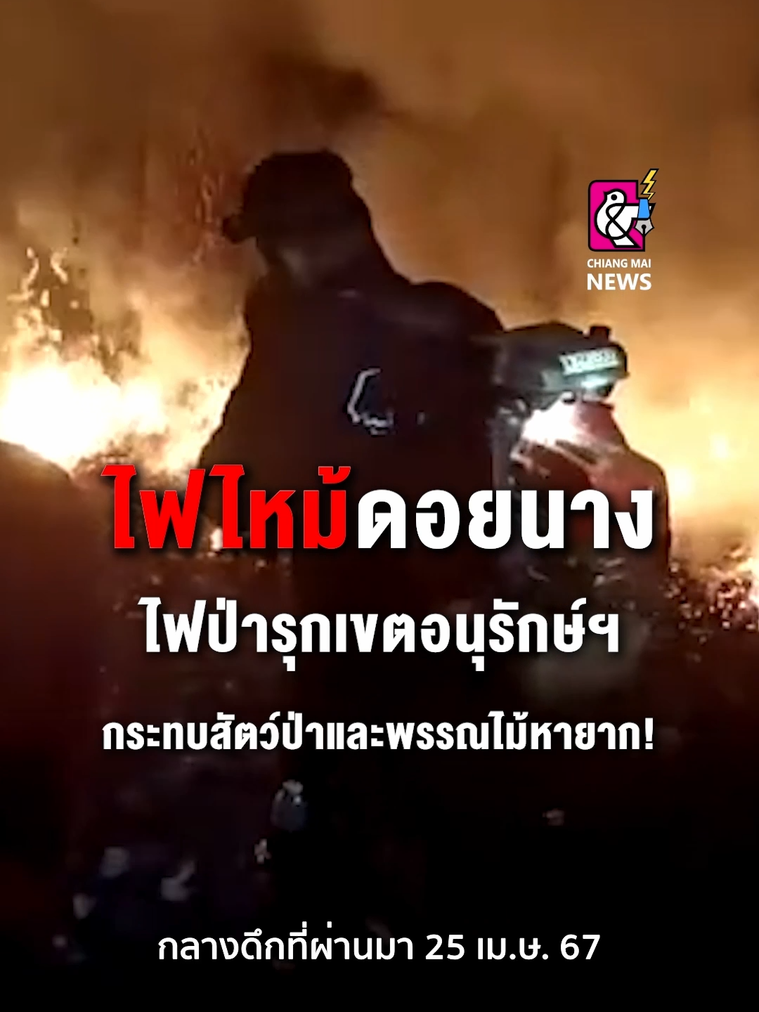 เชียงดาว ไฟป่ารุกเขตอนุรักษ์ฯ  กระทบ สัตว์ป่าและพรรณไม้หายาก! . #เชียงใหม่นิวส์ #chiangmainews #ข่าวเชียงใหม่ #tiktoknews