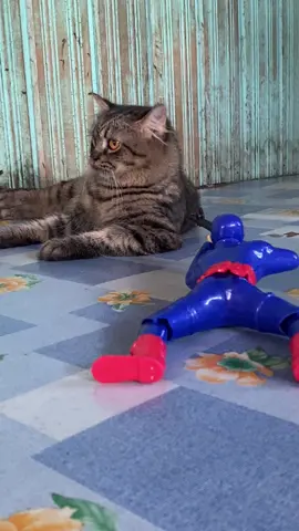 Tolong mahluk ini tidak mempan ditembak 😄#kucingtiktok #kucing 