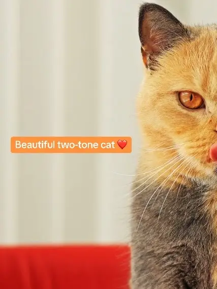 A two-tone cat who is half ginger, half grey, has sent the internet into a frenzy over her unique coat Adorable British shorthair Domiino is now Instagram famous after winning thousands of fans with her stunning look, which includes different-coloured eyes.   Owner, Jocelyn Antonio, from the Netherlands has had Domiino since she was born and quickly set up an Instagram for the photogenic moggy. The freelance photographer said: 'Domiino is a diva but playful, hyper and curious. 'She likes to eat. I always make sure that I never leave food on the table or on the kitchen sink when nobody is around because Domiino likes to steal food from the plates, pans, and pots.' #cat #catsoftiktok #cattok #britishshorthair #kitten #cute #adorable 