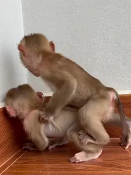 oh my god, donut  play very funny with donald with his strange guesture#monkeydonut #monkeydonald #babymonkey #monkey #pet #monkeydluffy #pet #monkeydluffy #cute #funny #Love #funny #babymonkeydonutdonald #monkeycutis #monkeypika 