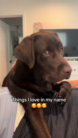 Just a little bit of me 🥰🥰🥰🥰 #PetsOfTikTok #labpuppy #labradorretriever #fyp #viral #chocolatelab #1min #longervideos #puppylove 