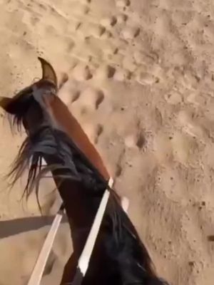 #اكسبلور #خيل 