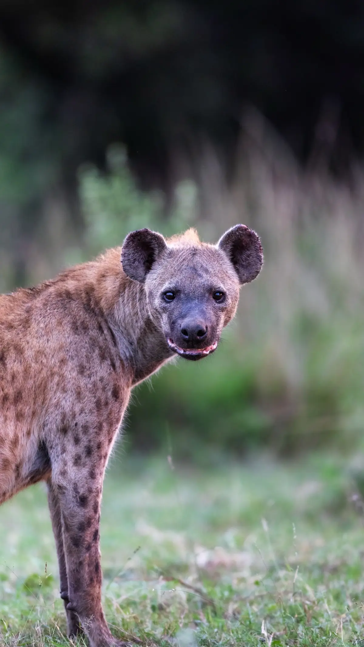 Hyenas certainly has an intimidating look dont they?  Not an animal thats always very high on the list of animals to photograph on safari, but remember them they often offer you some really unique opportunities.  #wildlifephotography #wildlifephotographer #africansafari #safari #hyena #lionsandsgamereserve #morefamilycollection 