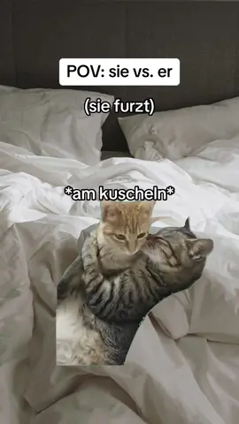 sie vs. er - das kennt jeder😂 #katzen #katzenvideos #catmemes #catsoftiktok #lustig #beziehung #relatable #funn #couple #sie #er #deutsch 