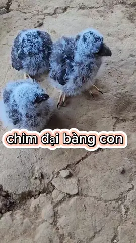 video tiktok ngắn #xuhuong #hoangsatv 