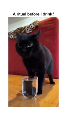 An average cat 😂 #fyp #cats #cute #blackecats  #funny #fypage Credit❤: @joseph_of_water (Instagram) 