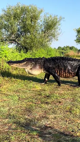 Hiking with Florida Dinosaurs #wild #wildlife #trail #florida #gator #crossing #animalcrossing #animalplanet #natgeo #nature #jacare #lagarto #coldblooded #earth #natureza #reptile #naturelover #animalsoftiktok #animalencounters #animallover 