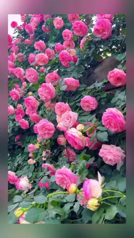 #beautiful garden 🌹🌹💗 #foryou #foryoupage #fypシ゚viral🖤tiktok☆♡🦋myvideo🤗foryou #bdtiktokofficial #@For You House ⍟ @TikTok Bangladesh 