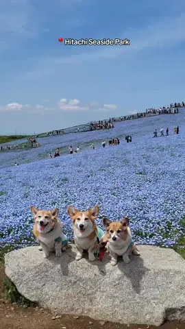 I went to this place yesterday (2024/04/26) and the nemophila are so stunning and in full bloom right now!! Definitely worth a visit 😊 #hitachiseasidepark #nemophila #japanpark #japanflowers 