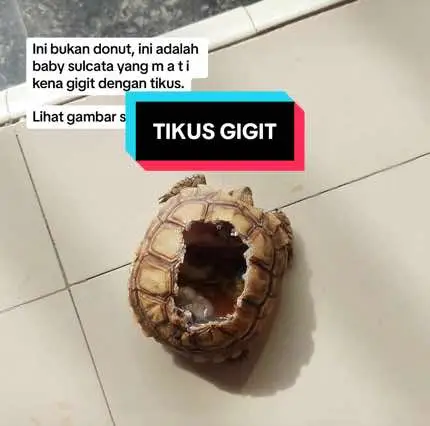 Ini bukan donut, ini adalah baby sulcata yang m a t i kena gigit dengan tikus. #pencenmuda #abahsulcata