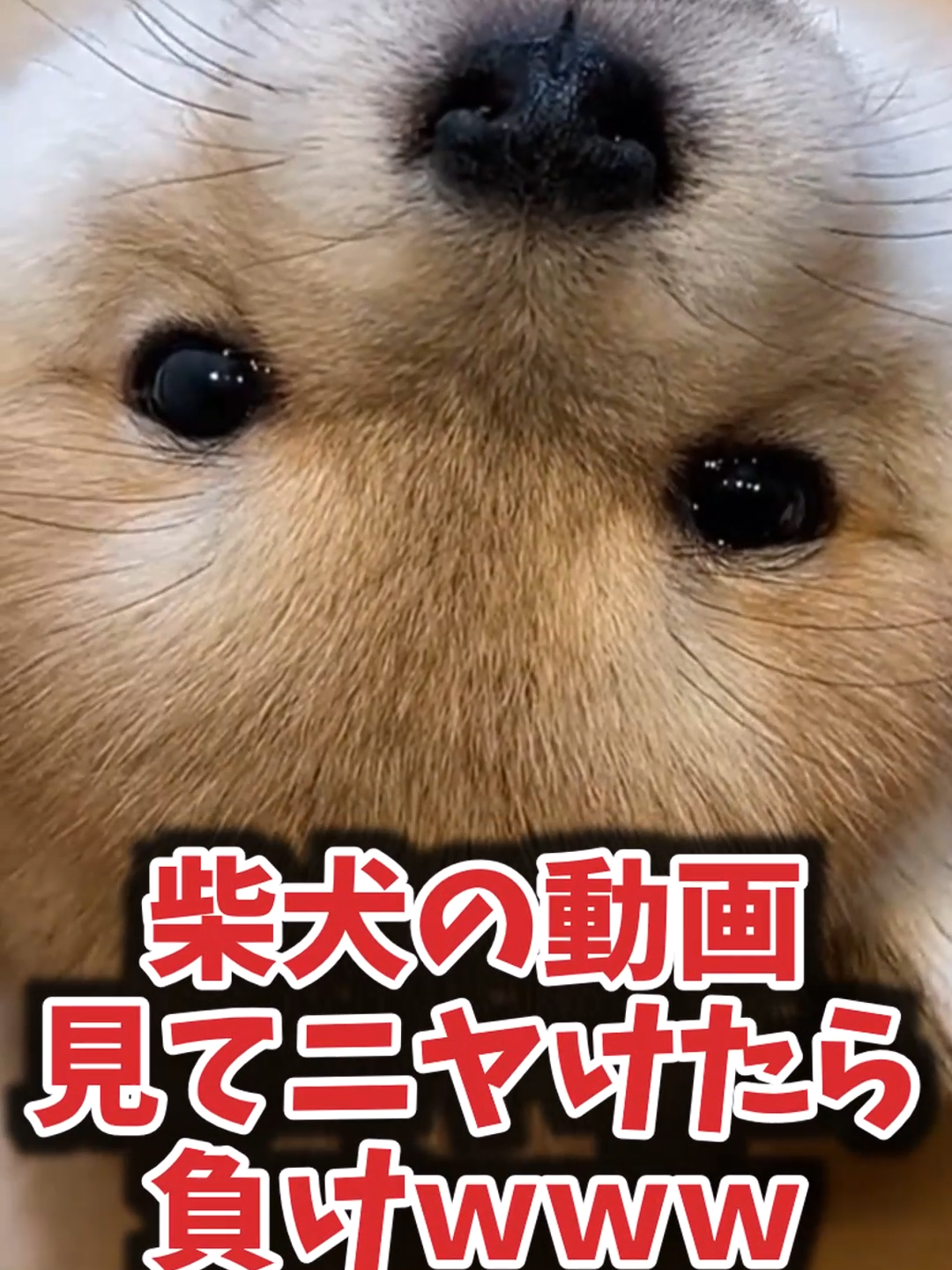 柴犬の動画見てニヤけたら負けｗｗｗ　#動物 #犬 #犬のいる生活 #柴犬 #可愛い