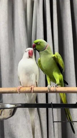 Meow meow meow meow😻💚🤍✨ Mintee and Amber💚🤍✨  #fluffy #beepbeep #beep #talkingbird #talkingparrot #funnypet #funnypets #silly #greenbird #greenparrot #parrot #birb #birbs #cute #adorable #fy #fyp #reel #reels #lol #pets #petlover #animal #cutestpets #petmom #ringneckparrot #indianringneckparrot #parakeet #foryoupage #fyp #viral #fy #fypシ #beautifull #maldives #mintee # green #amber #white #meow #meowmeow #whiteindianringneck 