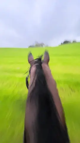 Zoomies in the rain 🤪#gallopinghorse #gallop #rain #britan #trending #fast #contryside #hacking #horses #fast #gallopinginafield #nature #repost 