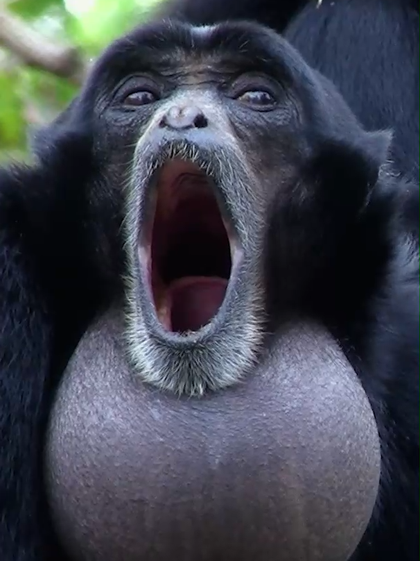 Siamang Monkey Call #siamang #apes #ape #gibbon