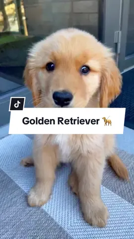 Descubre al Golden Retriever 🦮 ¡Un perro inteligente y mucho más! #perros #mascotas #goldenretriever