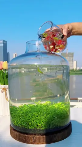 Do you want one?#foryou #foryoupage #aquariums #fishtanks #fishtoks 