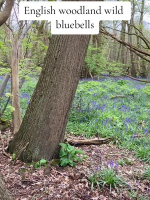 The most beautiful wild bluebelles in English woodland #bluebelles#wildbluebelles#englishwoodland