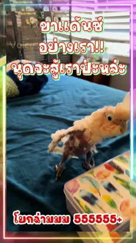 ขาแด้นซ์อย่างเรา นุดจะสู้เราป่ะหล่ะ!! #นก #babybird #นกแก้ว #dance #fypシ゚viral #fypage #fypagee #โหนกระแส #ขึ้นฟีดเถอะ #fyppppppppppppppppppppppp #tiktokviral #tiktokindia #tiktoknews #viralvideo #คลิปตลก #ฮาๆ #คลิปฮา #คนไทยเป็นคนตลก #คลิปเด็ด #คลิปฮา #พีคตอนจบ #viraltiktok #viralvideo #tiktoknews #tiktokviral 