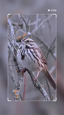 A sign that spring is springing when you hear a Song Sparrow singing! Welcome back, little cutie! #songsparrow #sparrowappreciationsociety #sparrow #nuts_about_birds #birdphotography #birdsongs  #nikoncreators #best_birds_photography #nuts_about_birds #bestbirdpix #birdsphotography #fyp 