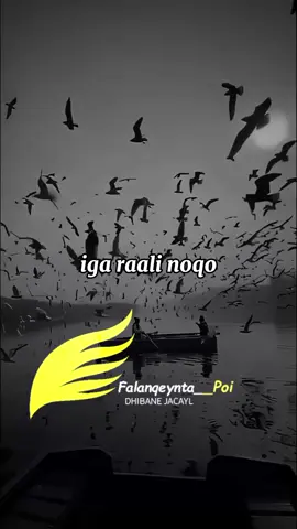 @Falanqaynta__poi(2) 